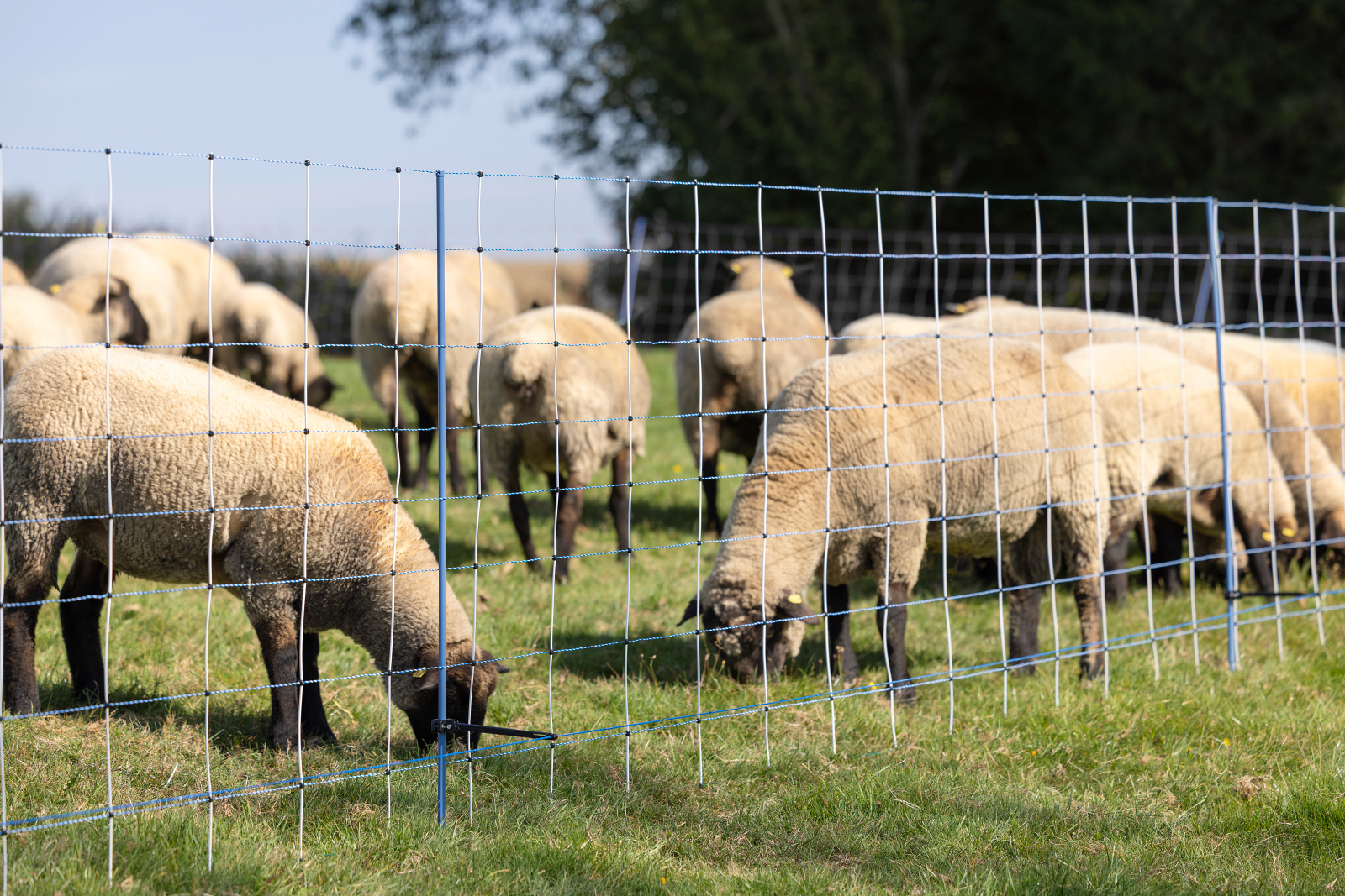 Cloture moutons