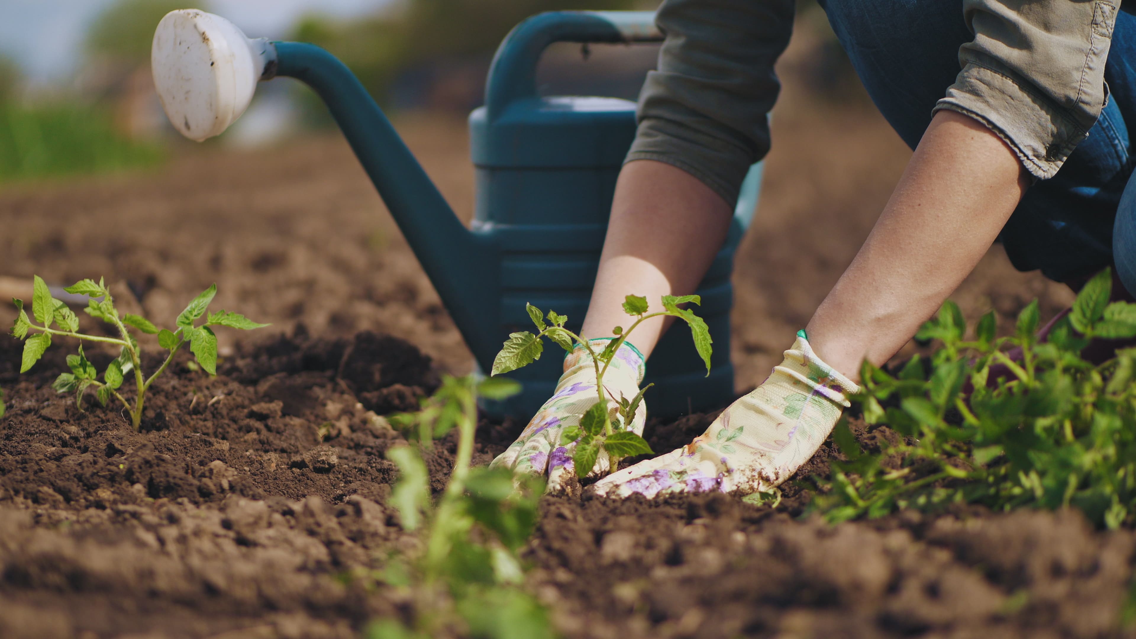 Economie d'eau au jardin