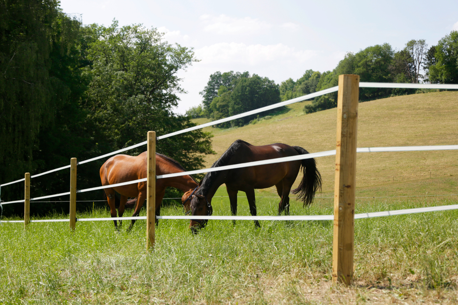 clôture chevaux pâture