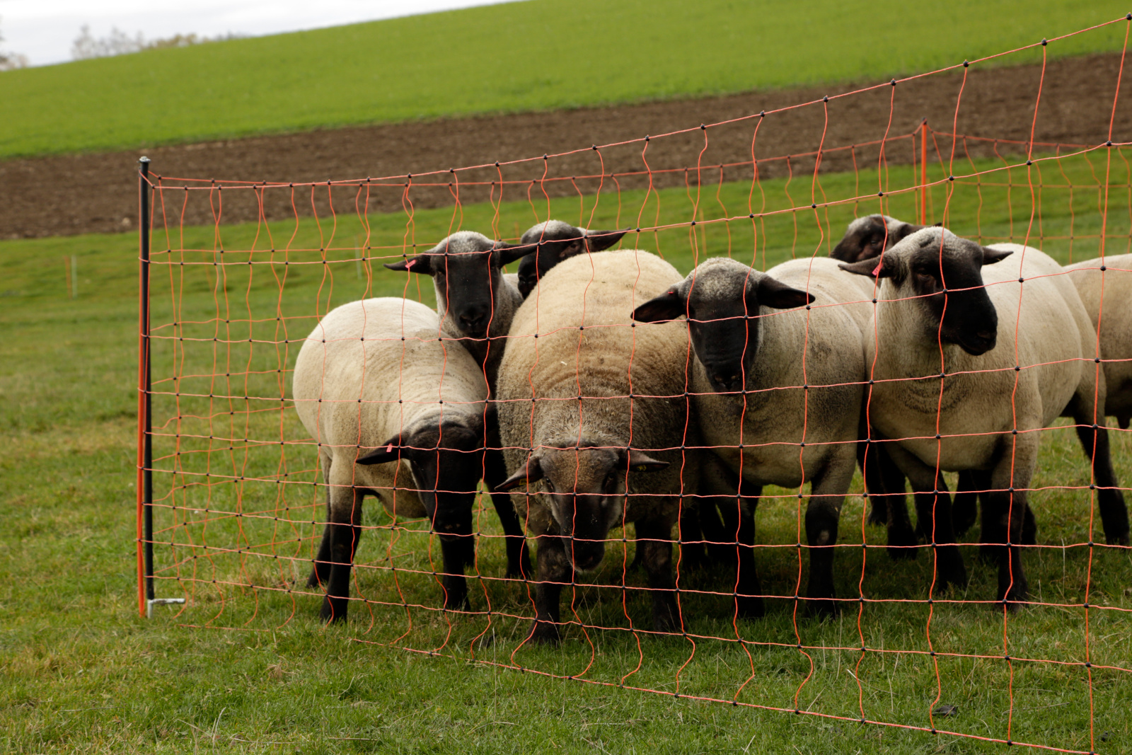 moutons dans un pré