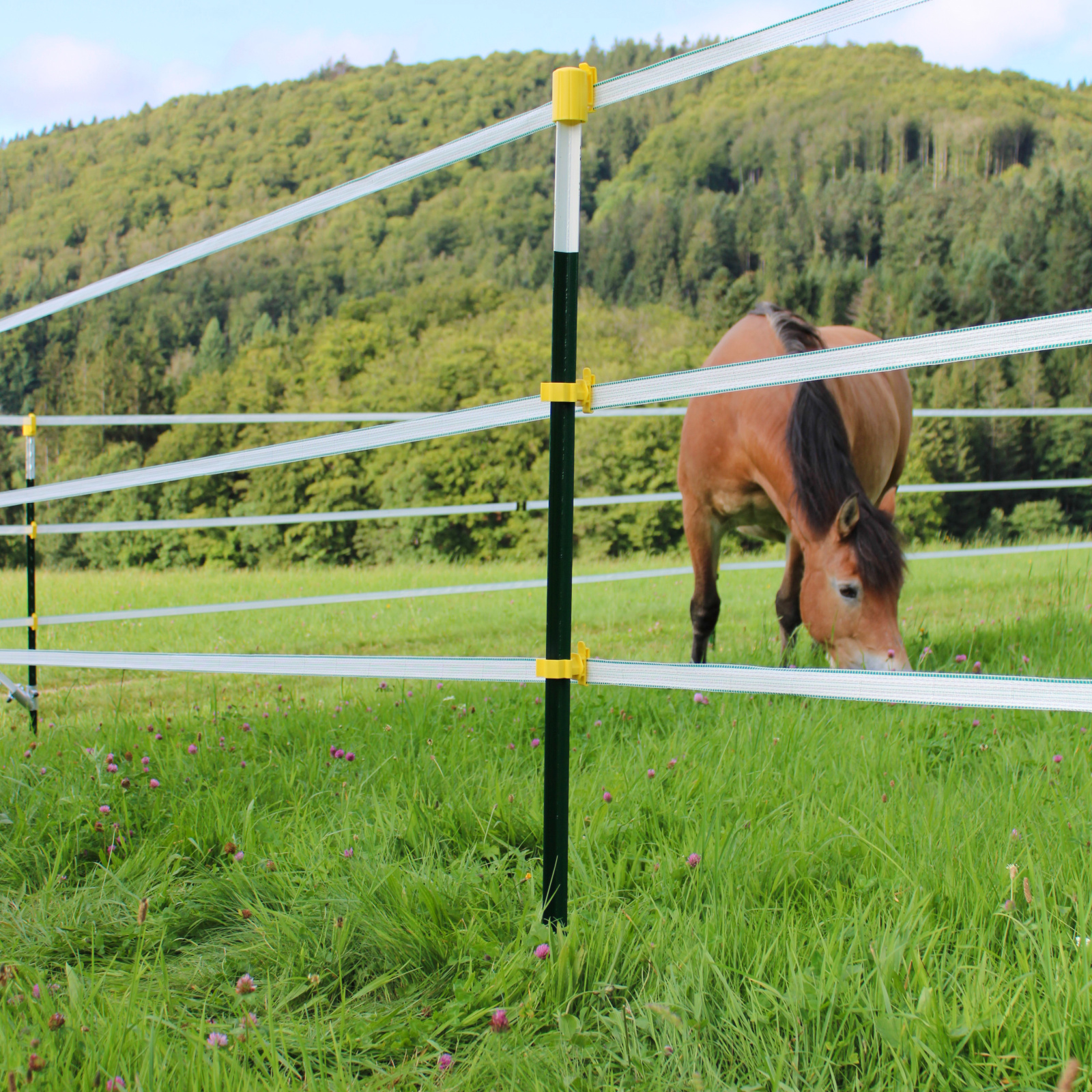 chevaux dans un pré entouré de clôture