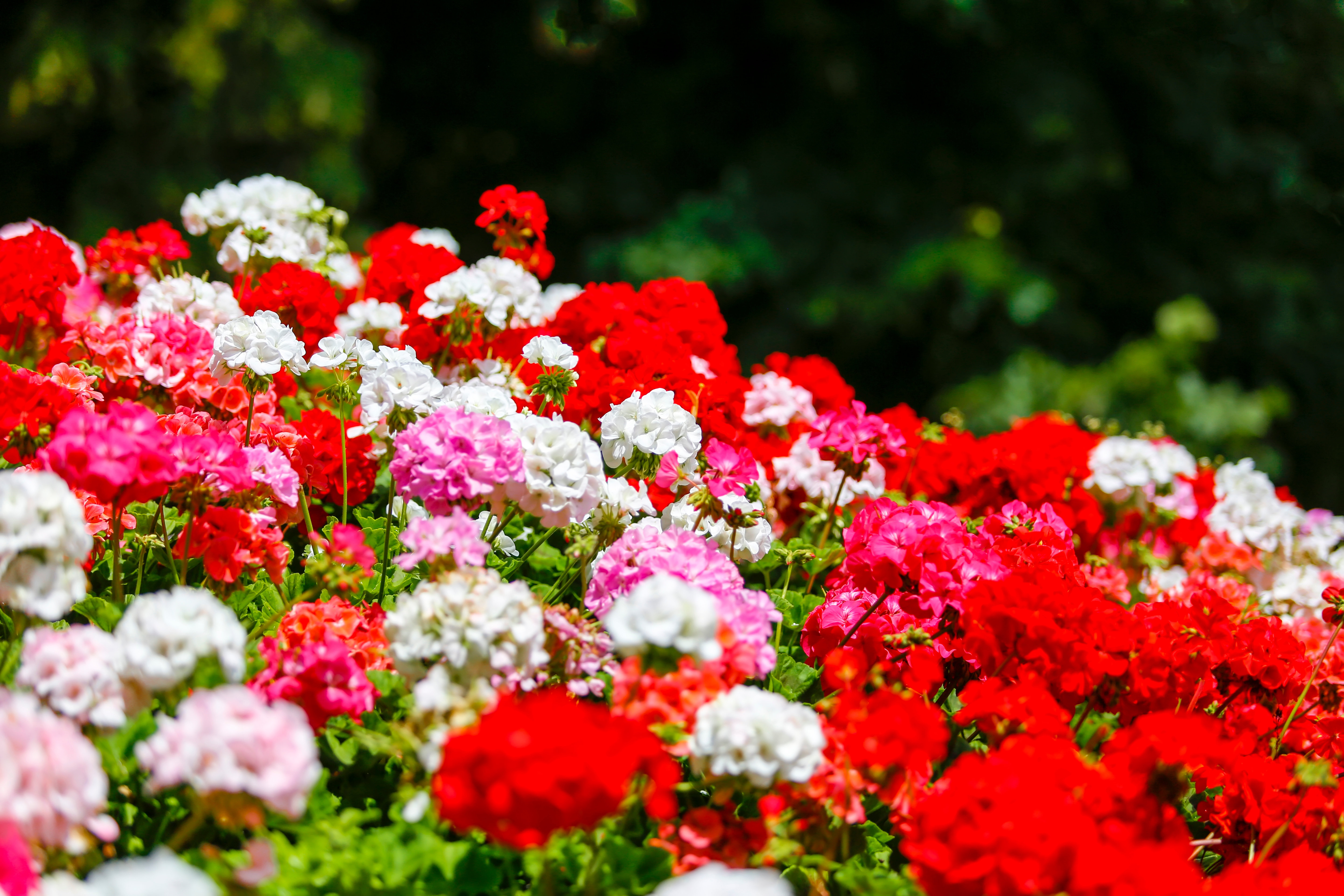 géranium roses rouges blancs