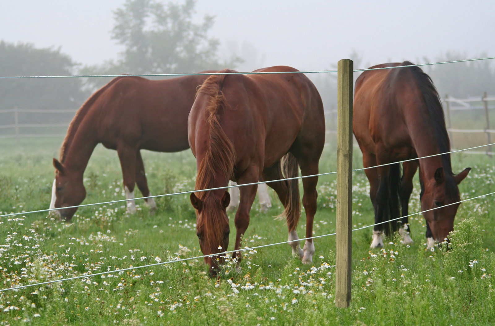 isolateur de clôture chevaux